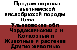 Продам поросят вьетнамской вислобрюхой породы › Цена ­ 2 500 - Ульяновская обл., Чердаклинский р-н, Колхозный п. Животные и растения » Другие животные   